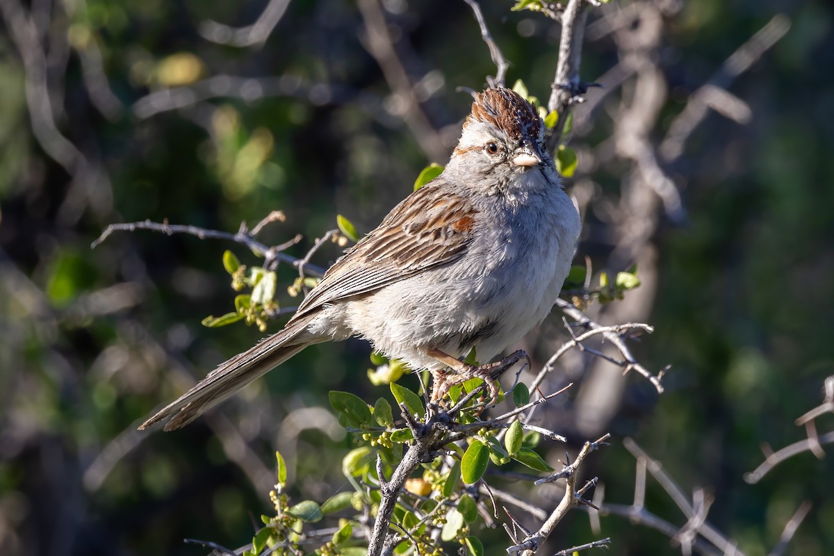 Rufous-winged Sparrow - ML619891261