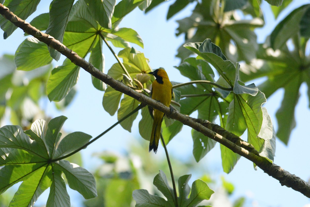 Yellow-tailed Oriole - ML619891262