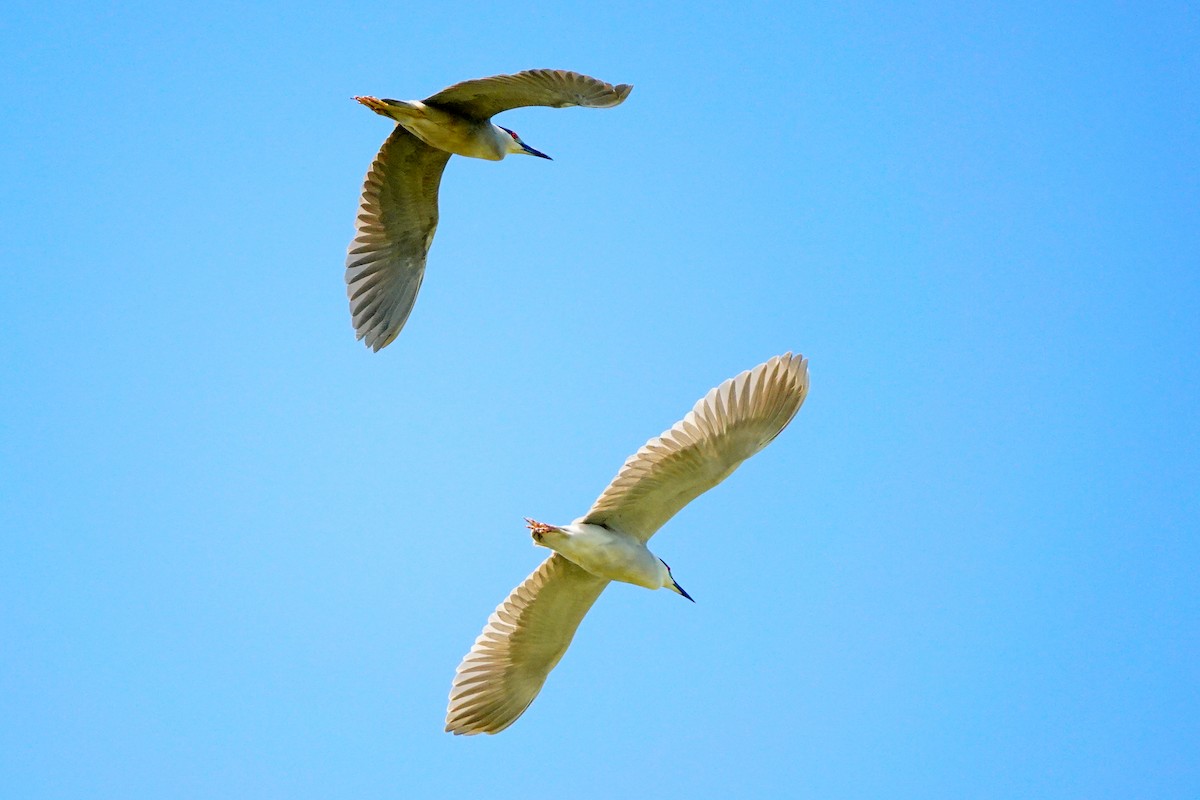 Black-crowned Night Heron - ML619891263