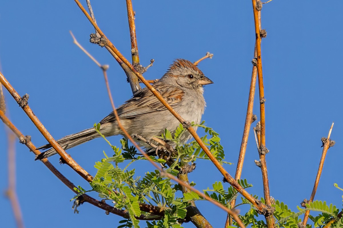 Rufous-winged Sparrow - ML619891266