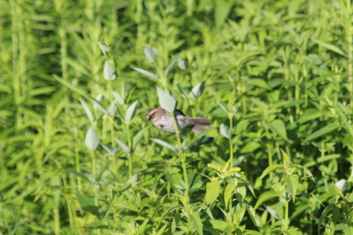 Song Sparrow - ML619891267