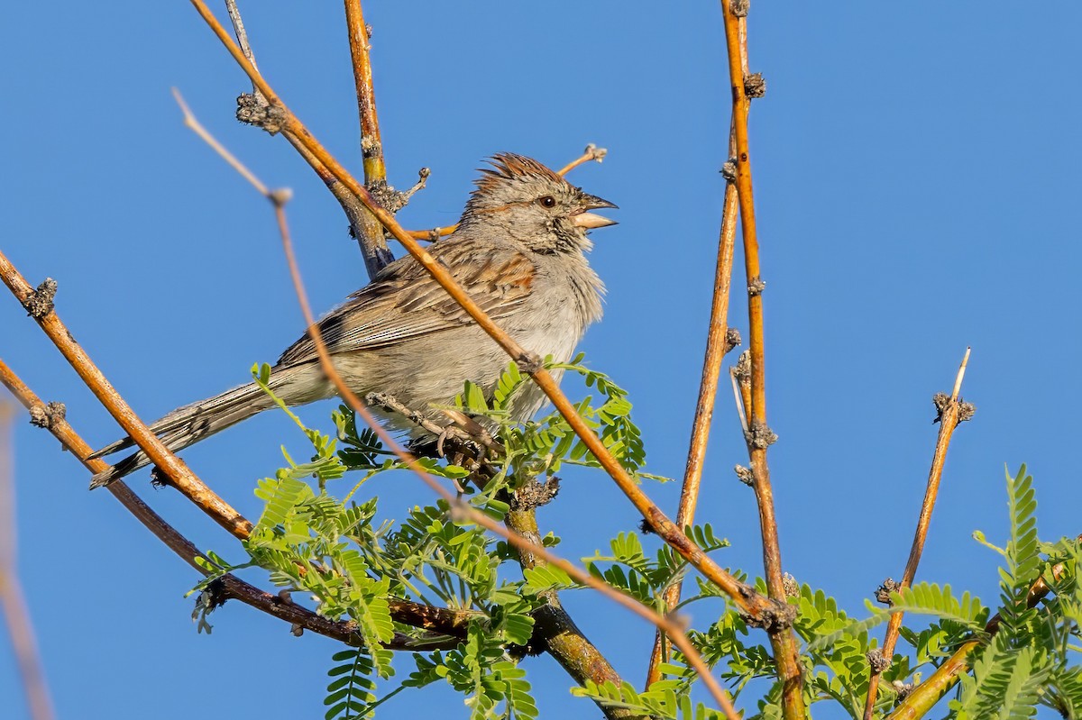 Rufous-winged Sparrow - ML619891269