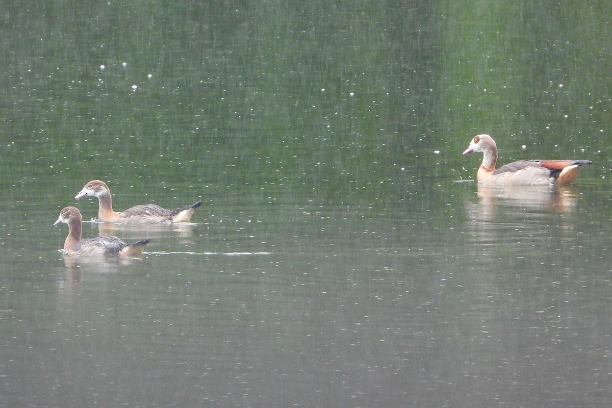 Egyptian Goose - ML619891275