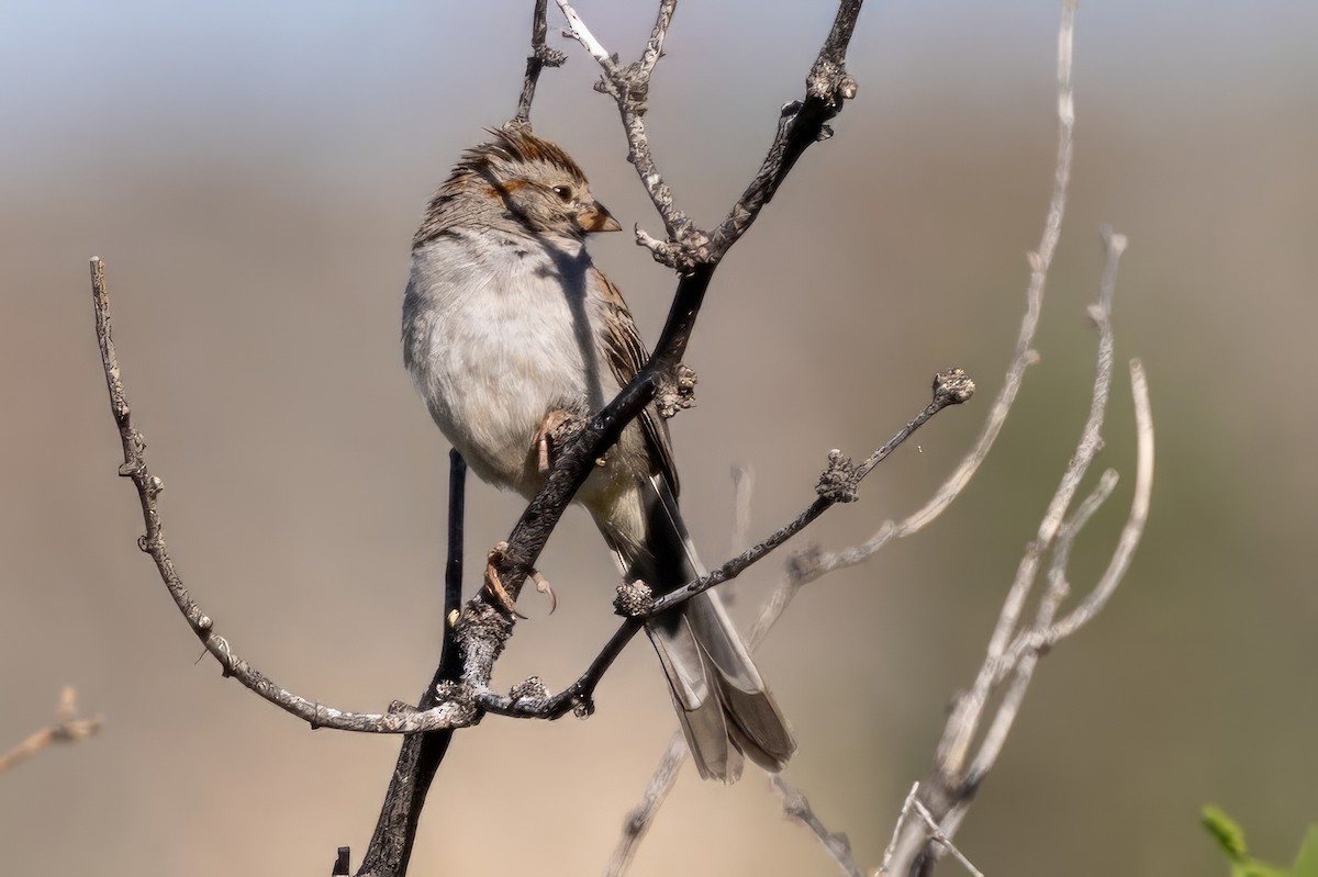Rufous-winged Sparrow - ML619891277