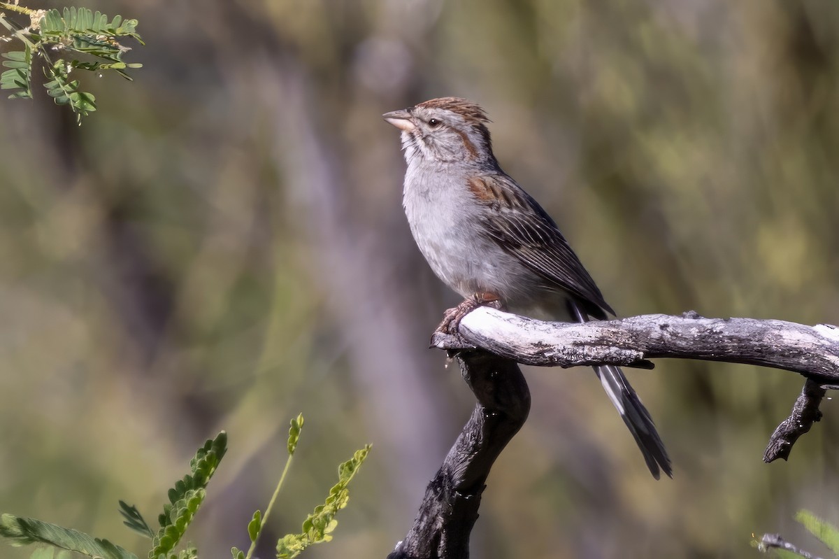 Rufous-winged Sparrow - ML619891279