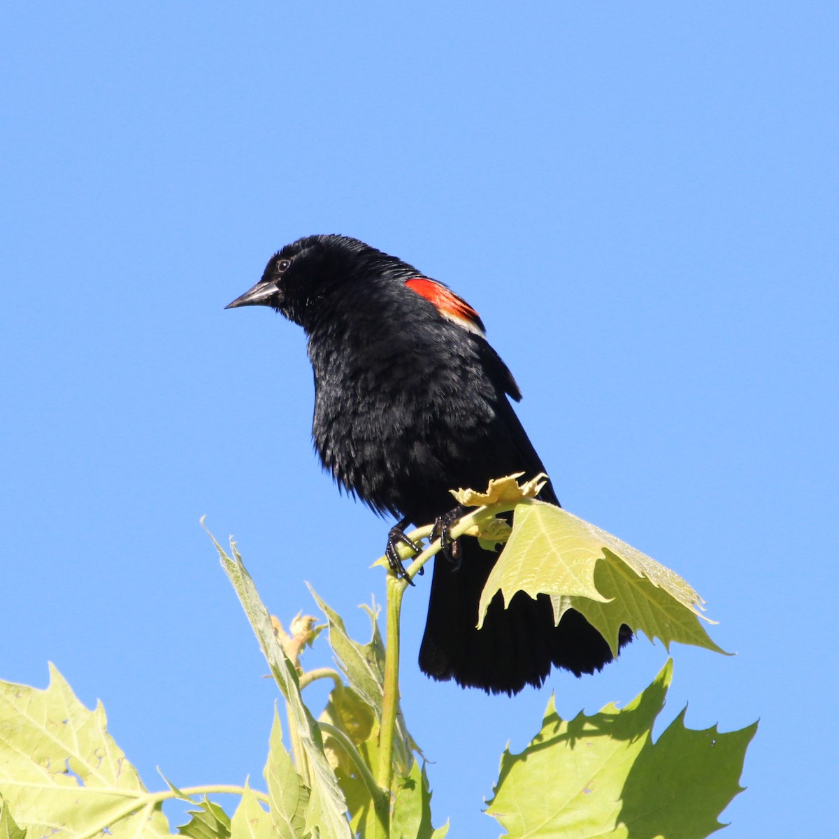 Red-winged Blackbird - ML619891303