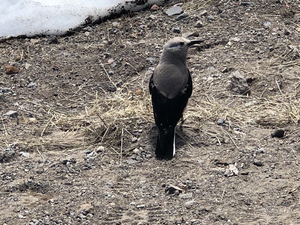 Clark's Nutcracker - ML619891335