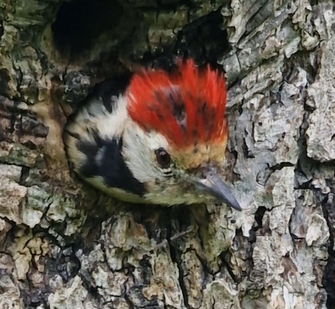 Middle Spotted Woodpecker - ML619891336