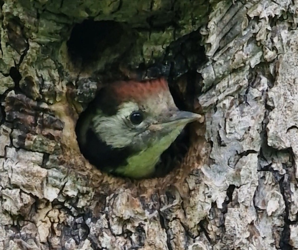 Middle Spotted Woodpecker - ML619891337