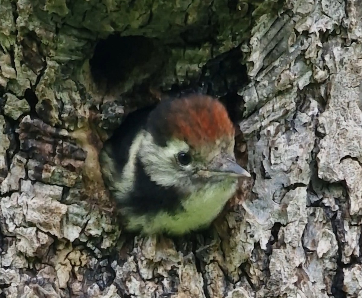 Middle Spotted Woodpecker - ML619891341