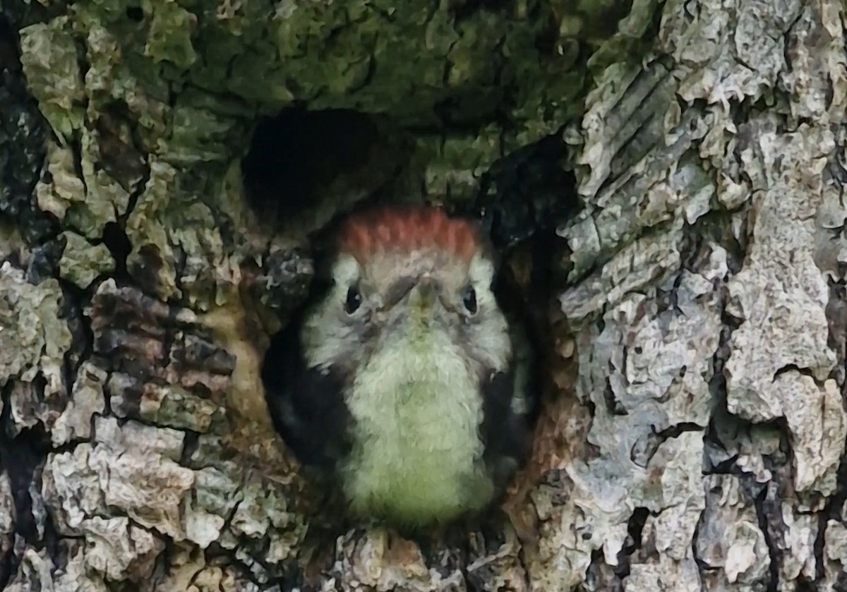 Middle Spotted Woodpecker - ML619891342