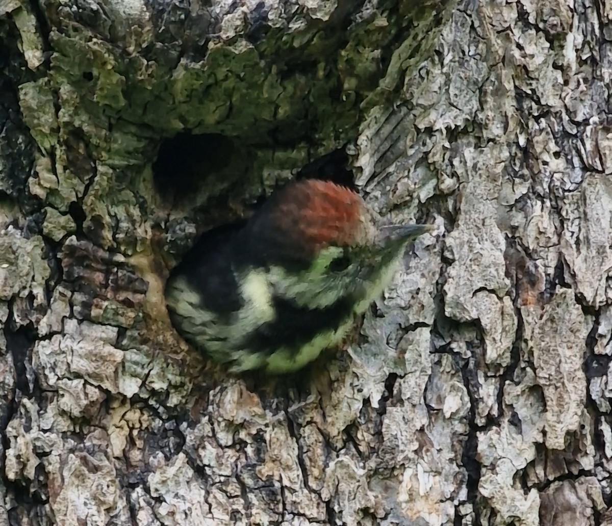 Middle Spotted Woodpecker - ML619891346