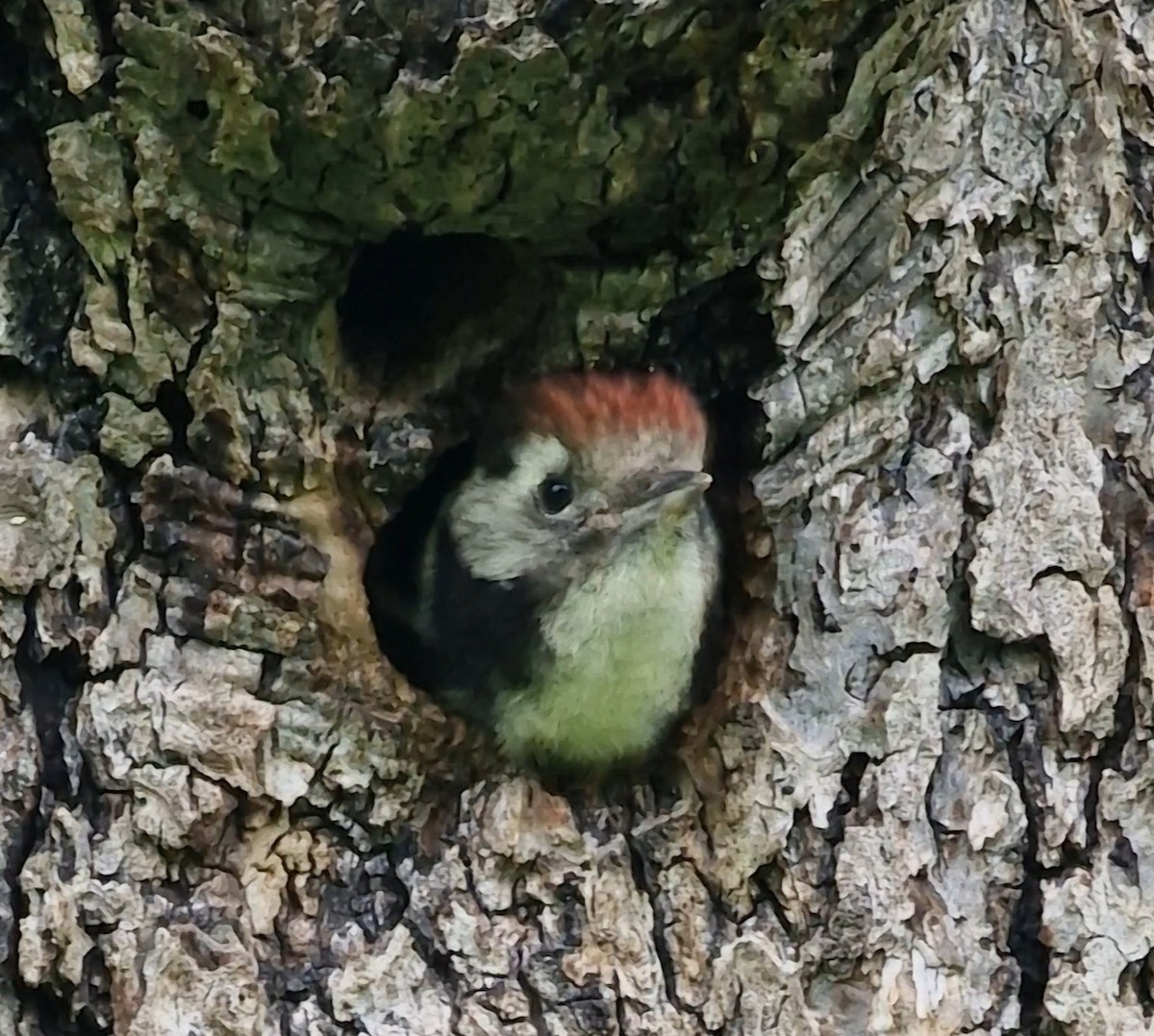 Middle Spotted Woodpecker - ML619891347