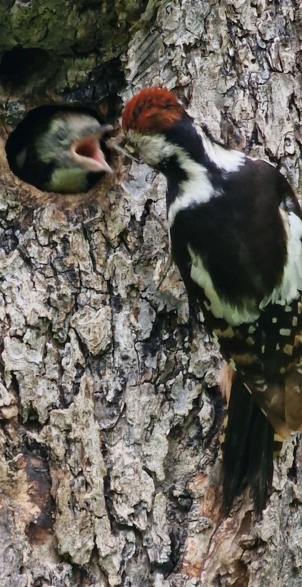Middle Spotted Woodpecker - ML619891348