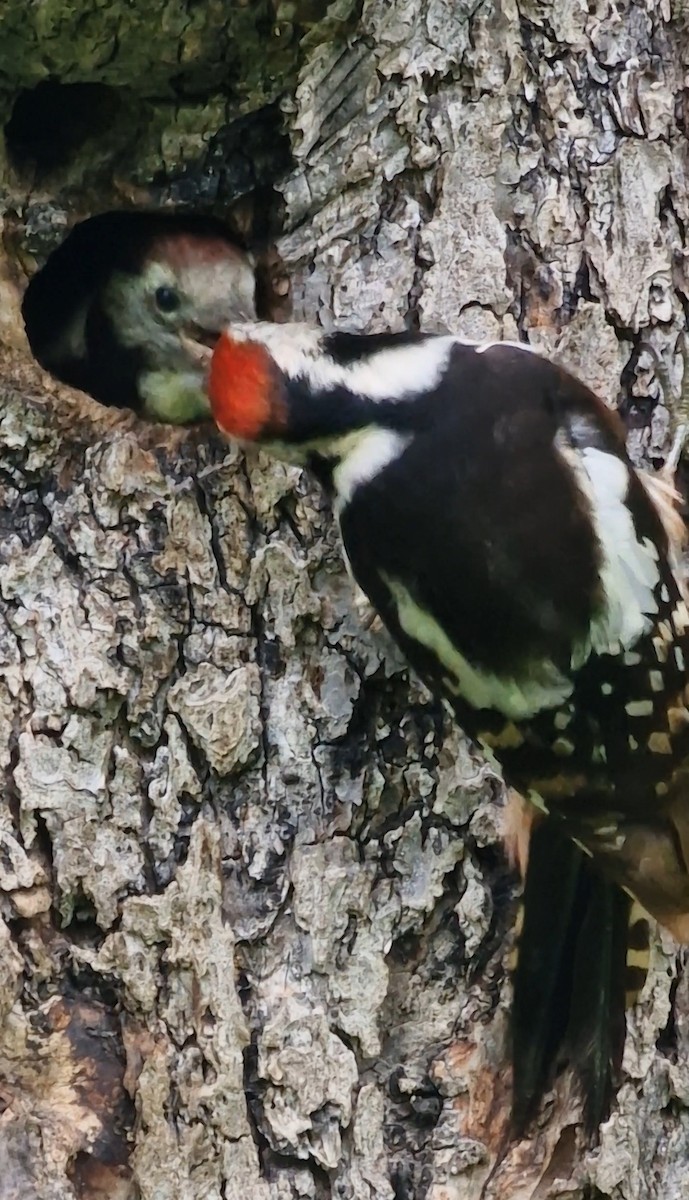 Middle Spotted Woodpecker - ML619891349