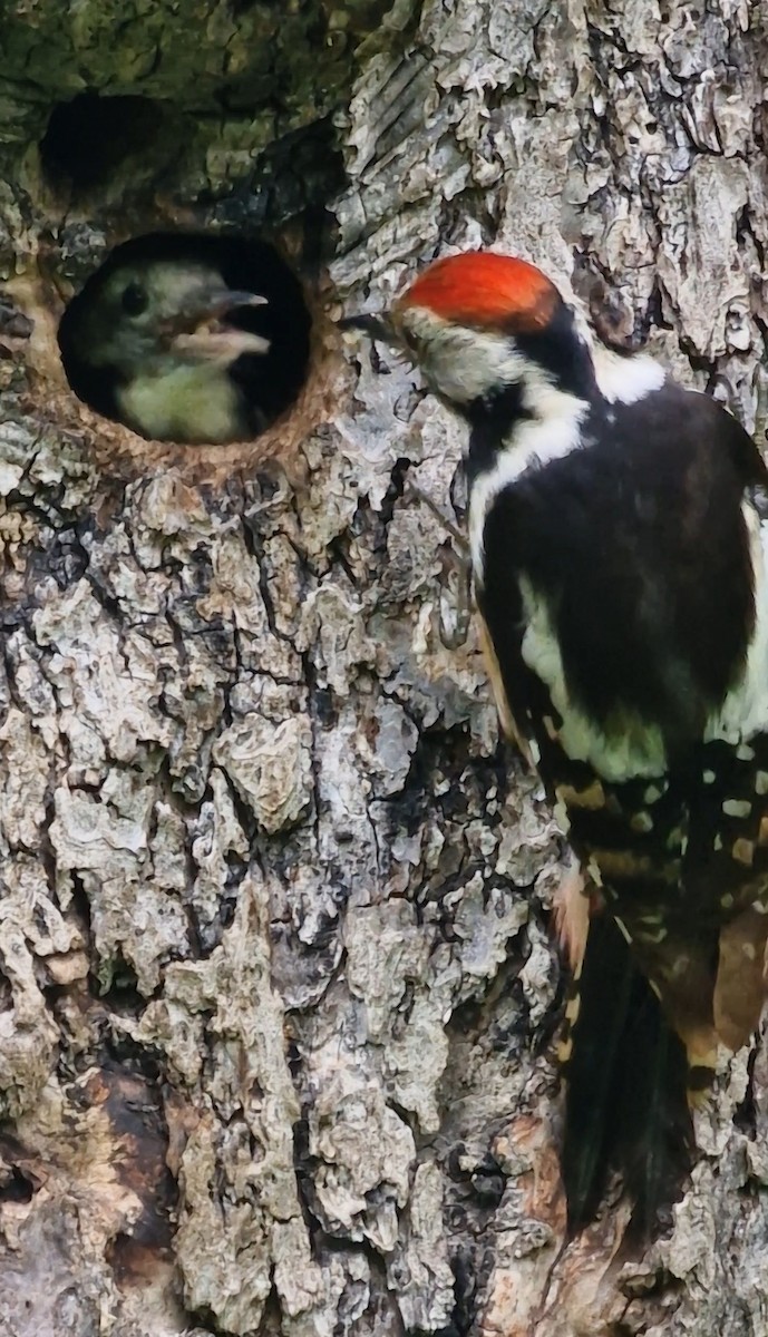 Middle Spotted Woodpecker - ML619891351