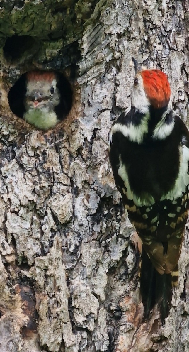 Middle Spotted Woodpecker - ML619891352
