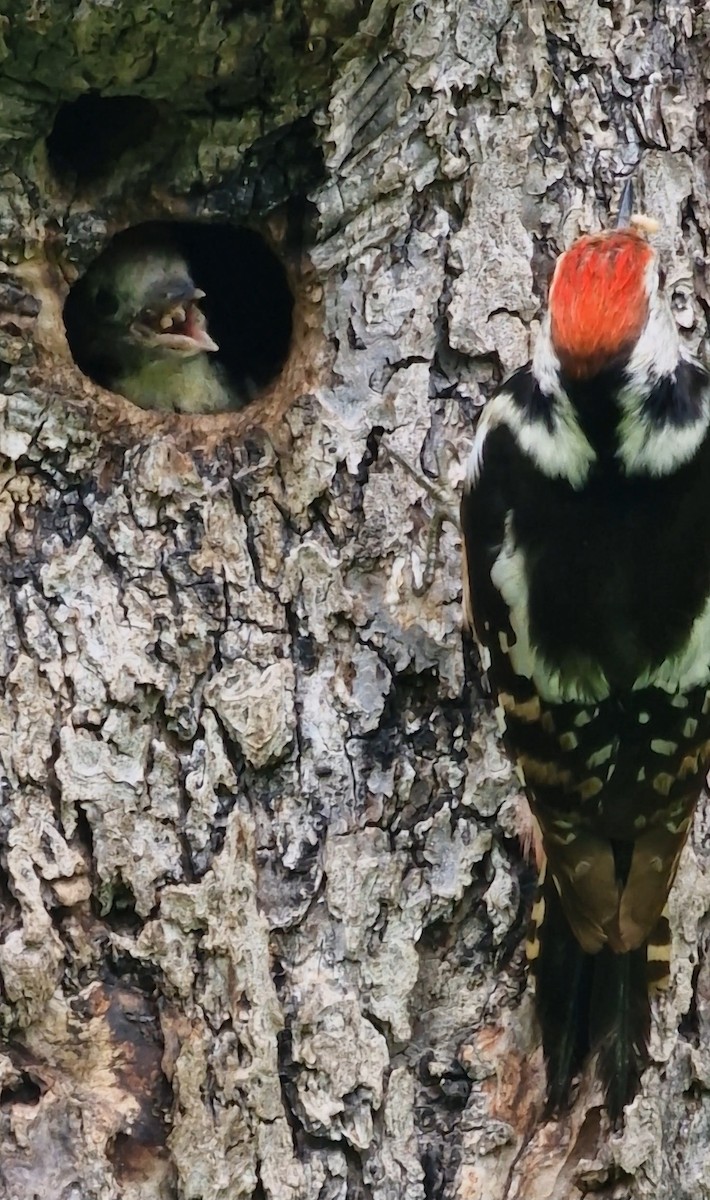 Middle Spotted Woodpecker - ML619891353