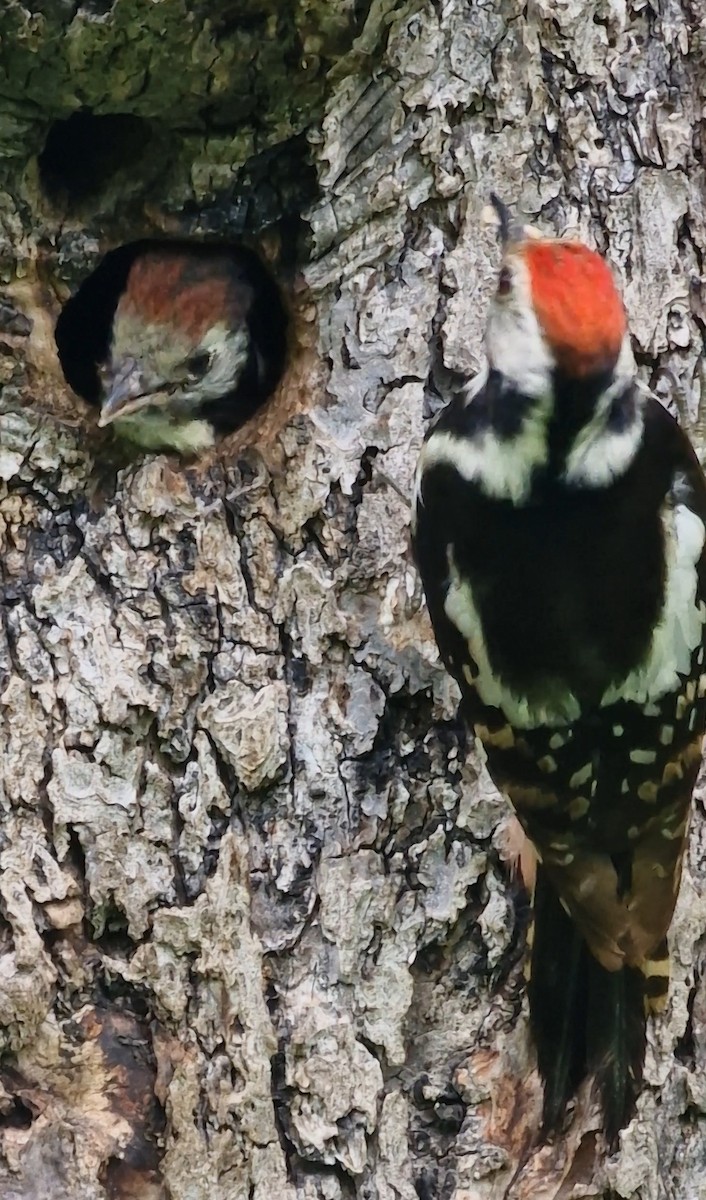 Middle Spotted Woodpecker - ML619891354
