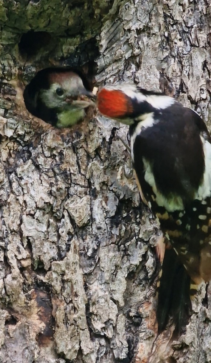 Middle Spotted Woodpecker - ML619891355