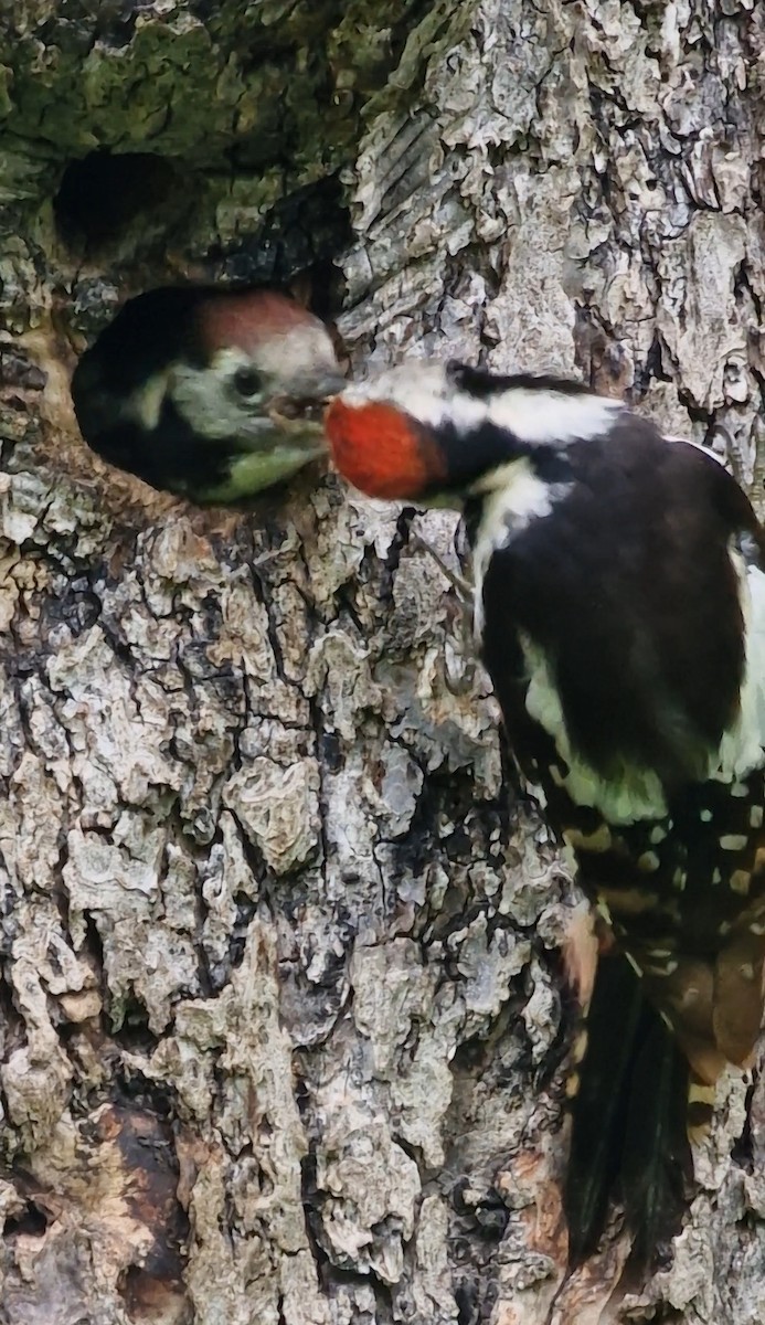 Middle Spotted Woodpecker - ML619891356