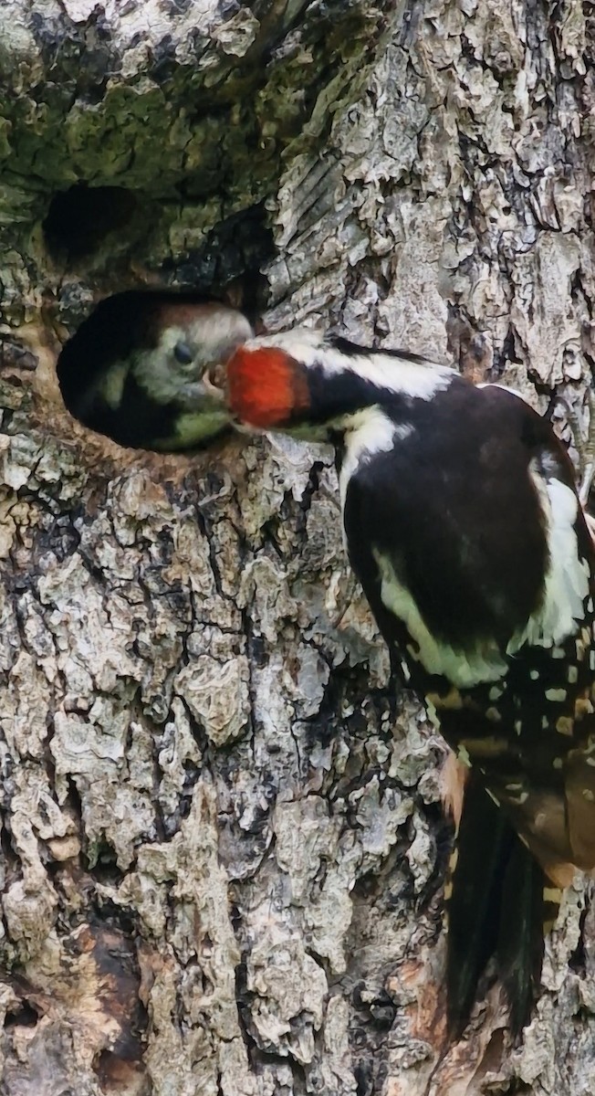 Middle Spotted Woodpecker - ML619891357