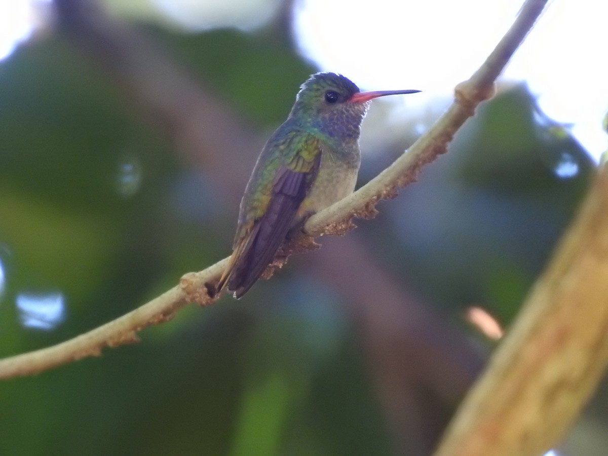 Colibri d'Élicia - ML619891371