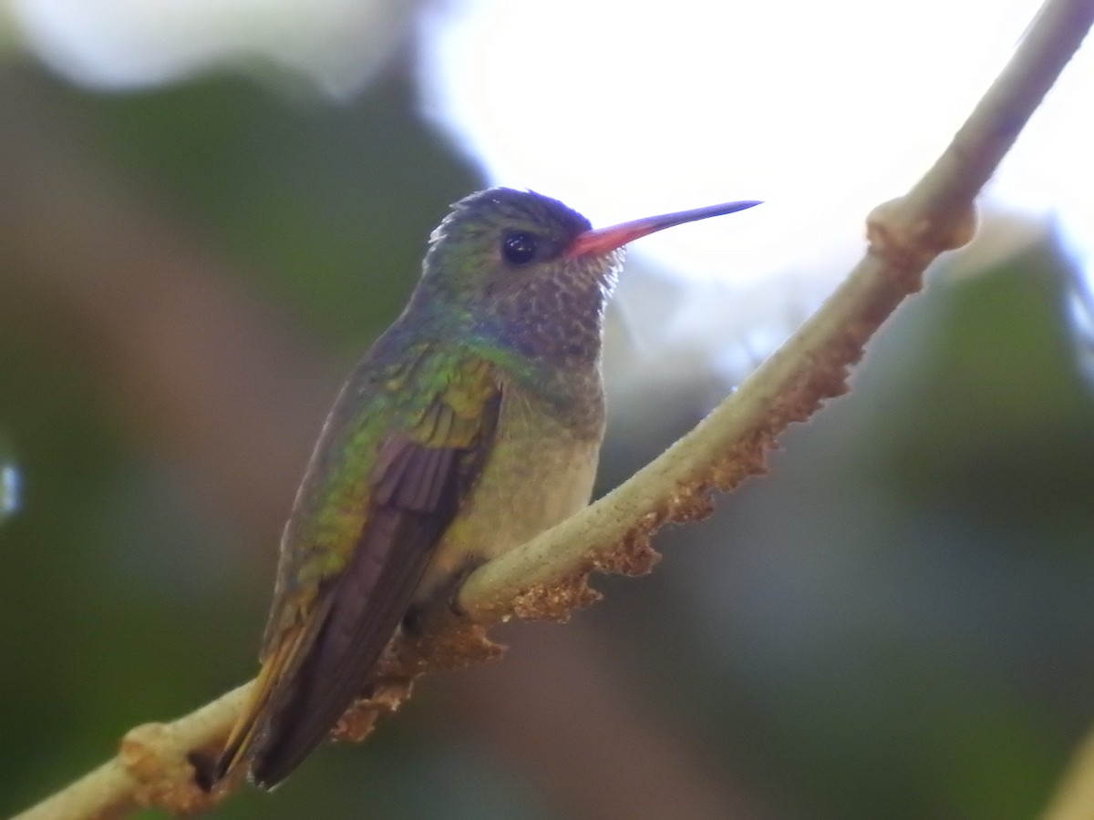 gullhalekolibri - ML619891372