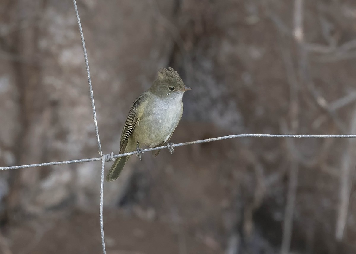 White-crested Elaenia (Peruvian) - ML619891397