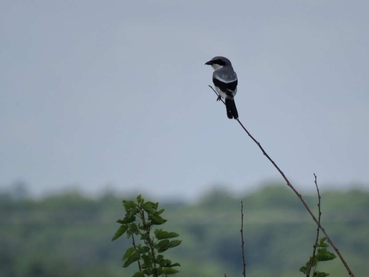 Loggerhead Shrike - ML619891403