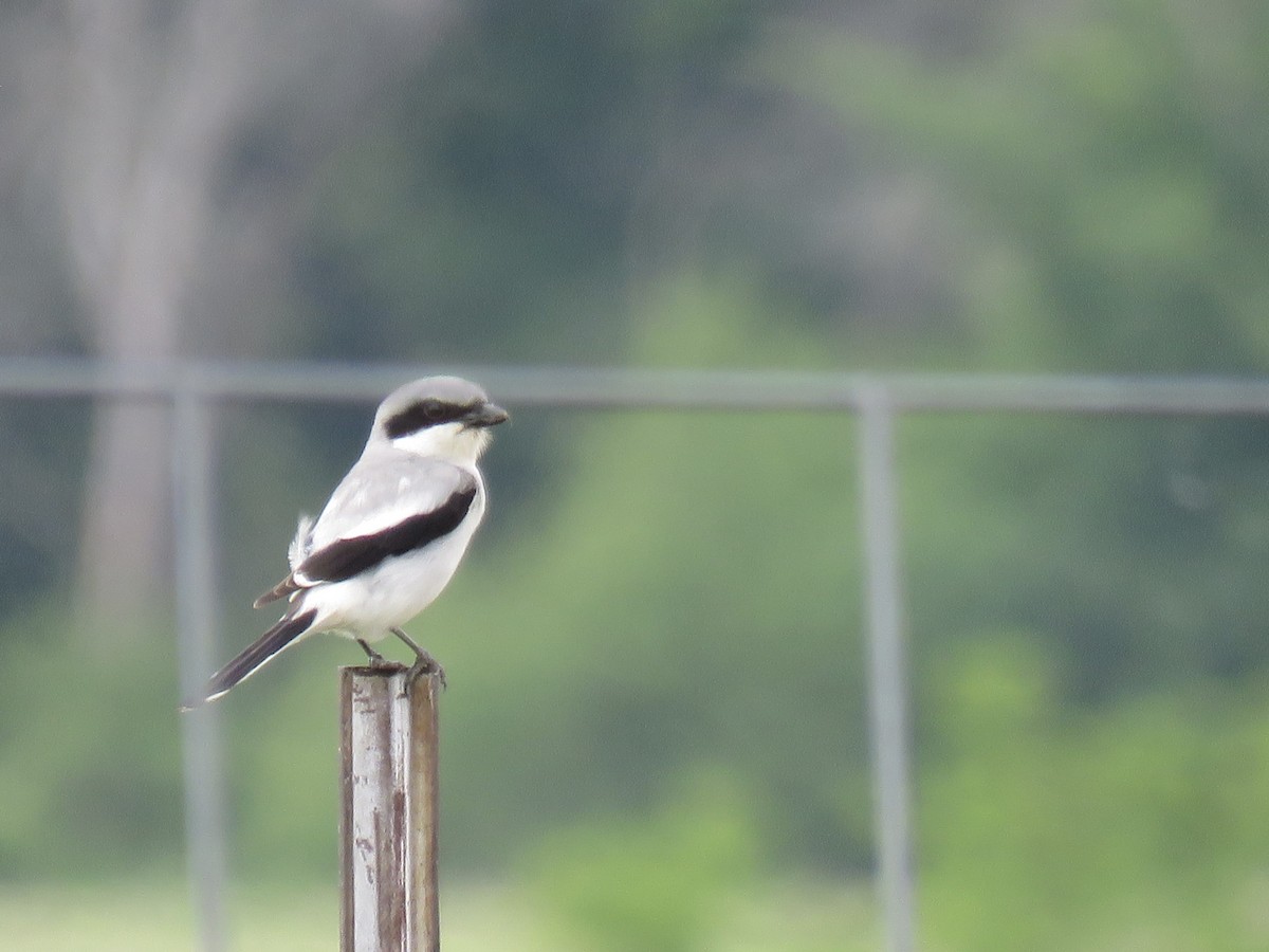 Loggerhead Shrike - ML619891408