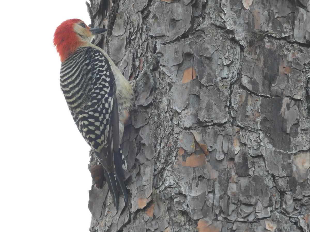 Red-bellied Woodpecker - ML619891411
