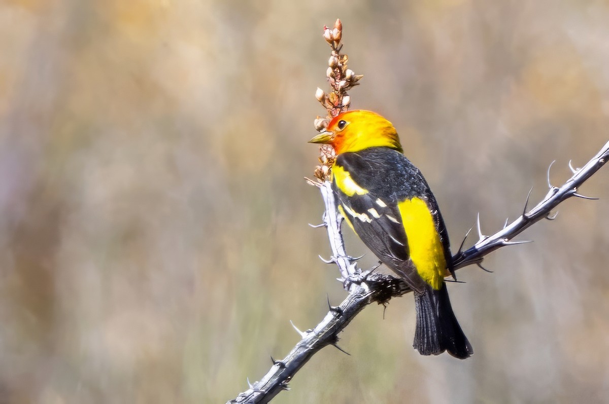 Western Tanager - ML619891435