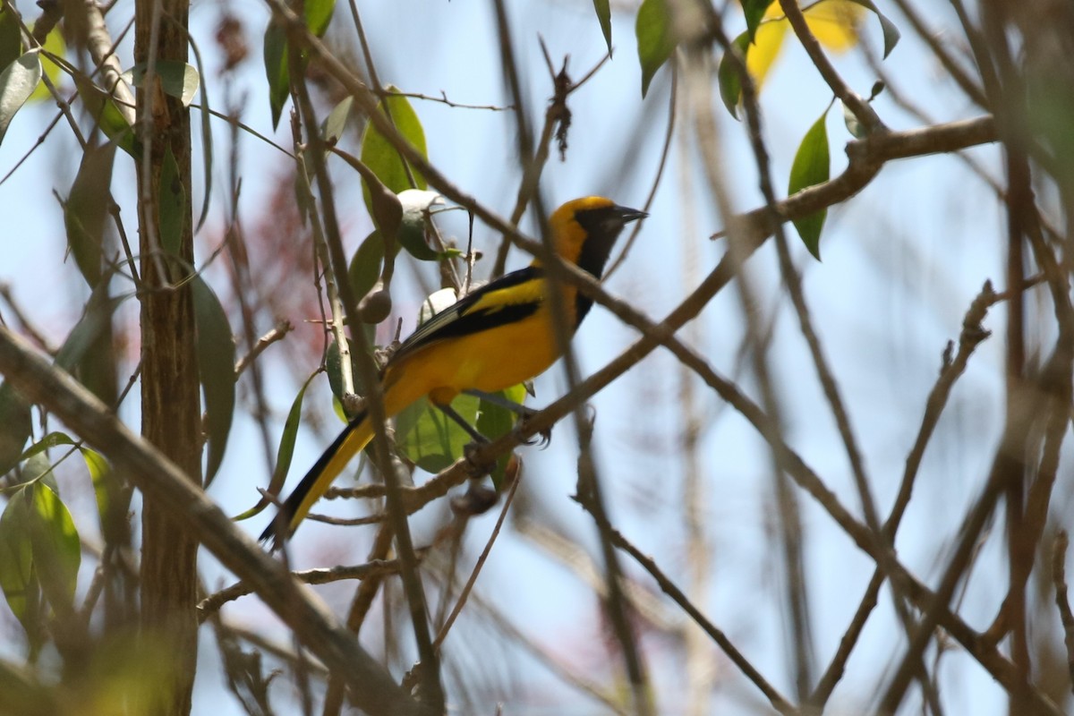 Yellow-tailed Oriole - ML619891436