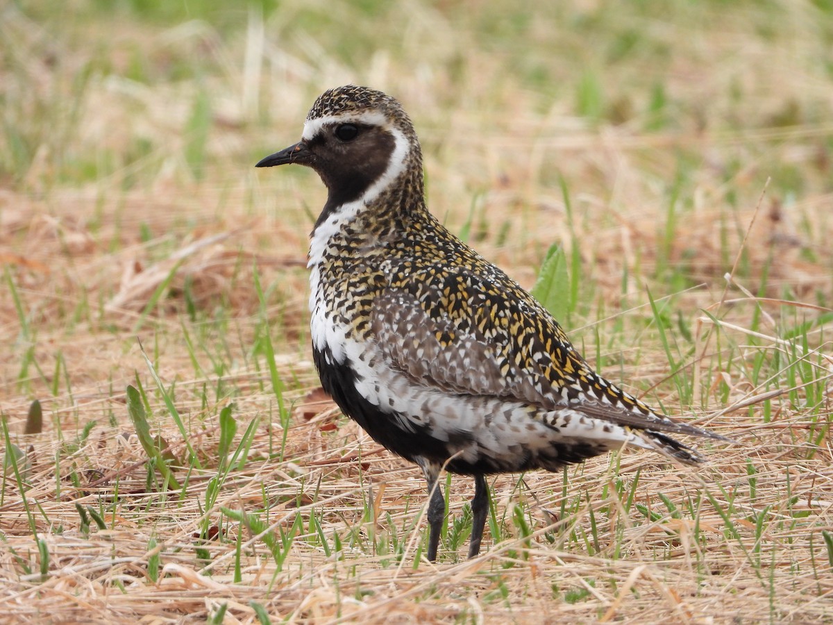 European Golden-Plover - ML619891439