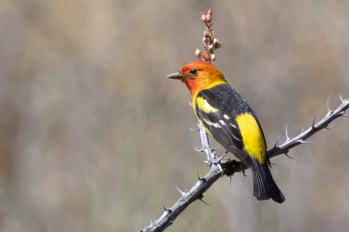 Western Tanager - Sandy & Bob Sipe