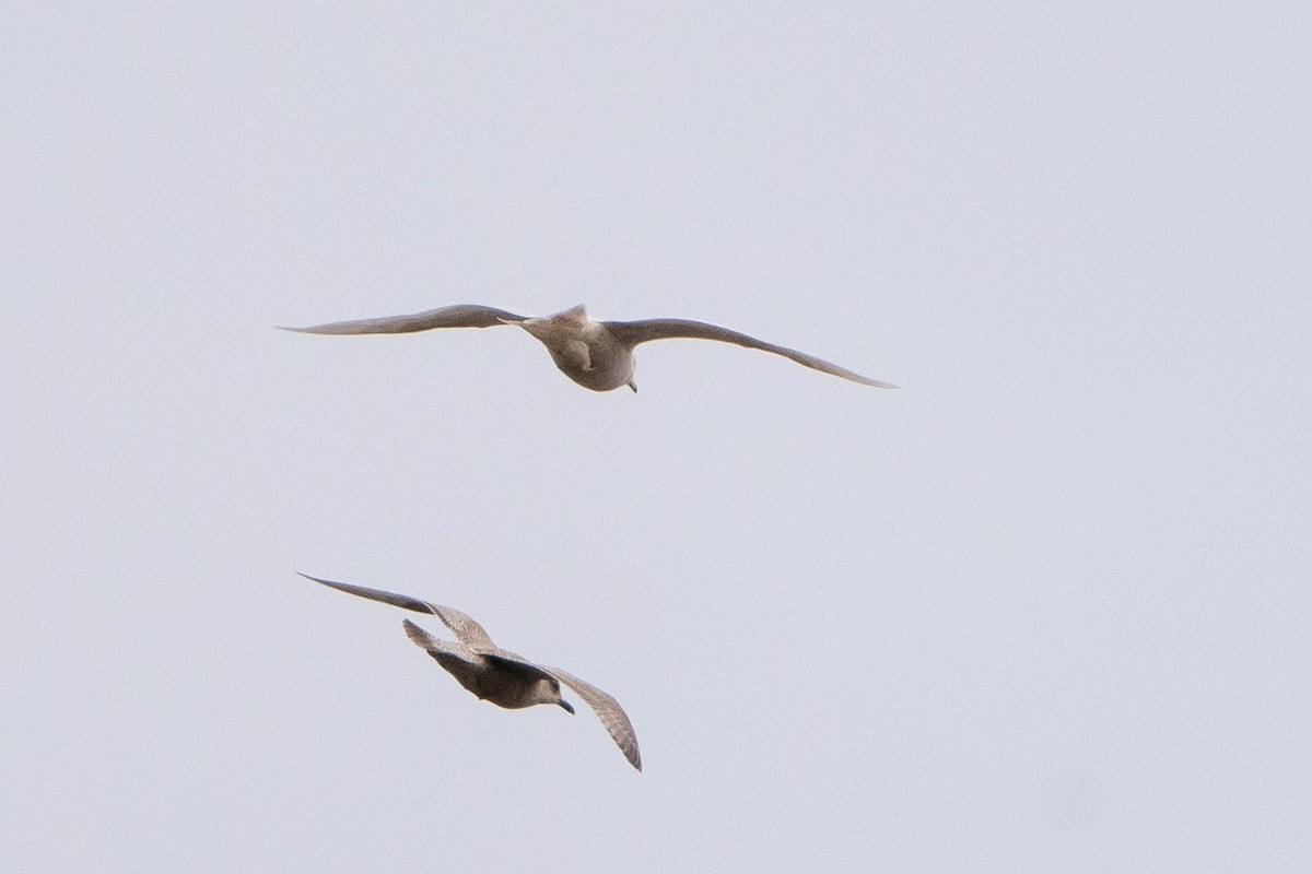 Glaucous Gull - ML619891456