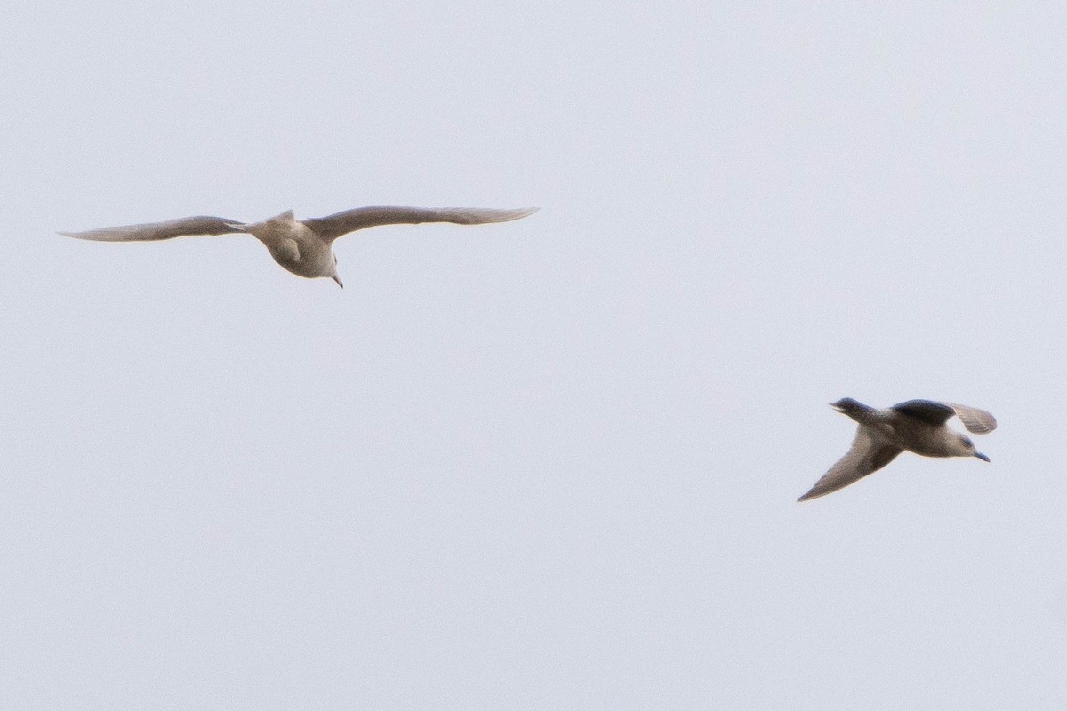 Glaucous Gull - ML619891457