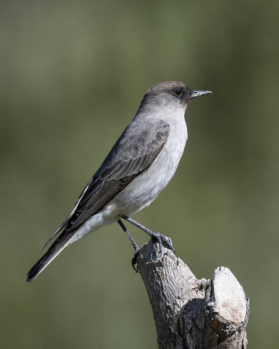 Dark-faced Ground-Tyrant - ML619891472