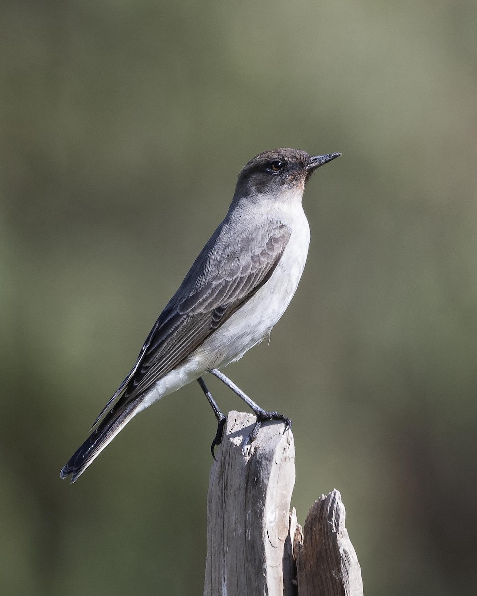 Dark-faced Ground-Tyrant - ML619891473