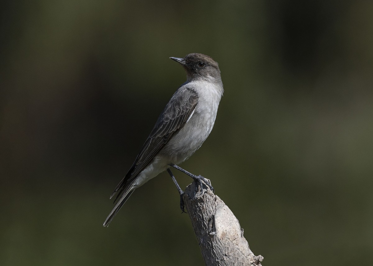 Dormilona Carinegra - ML619891477