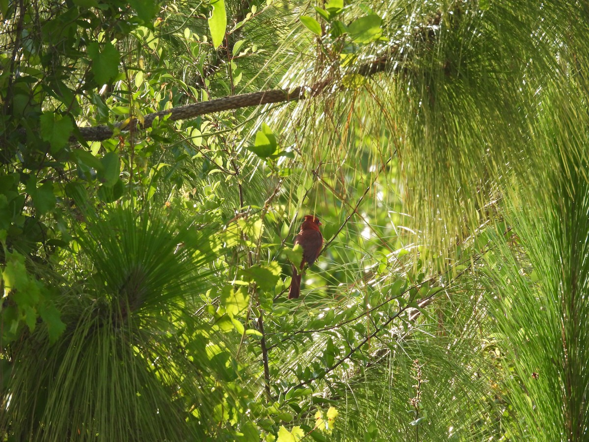 Northern Cardinal - ML619891482