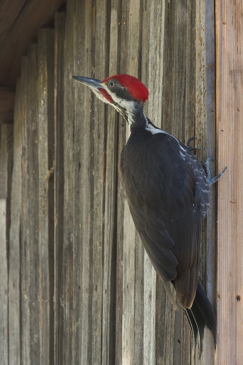 Pileated Woodpecker - ML619891490