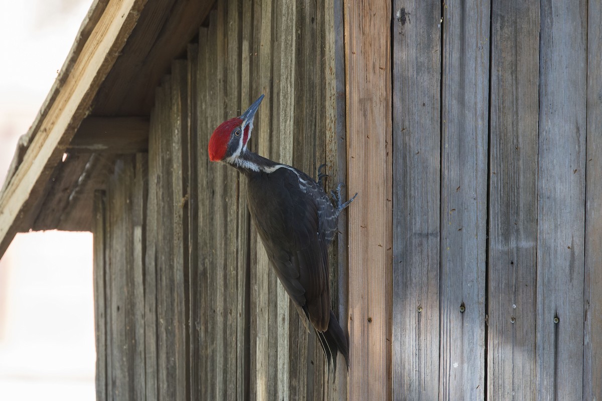 Pileated Woodpecker - ML619891493