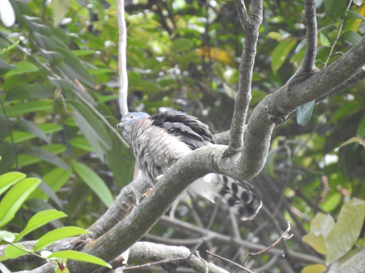 Double-toothed Kite - ML619891501