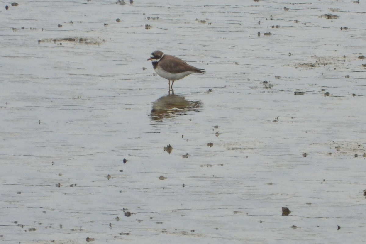 Common Ringed Plover - ML619891513