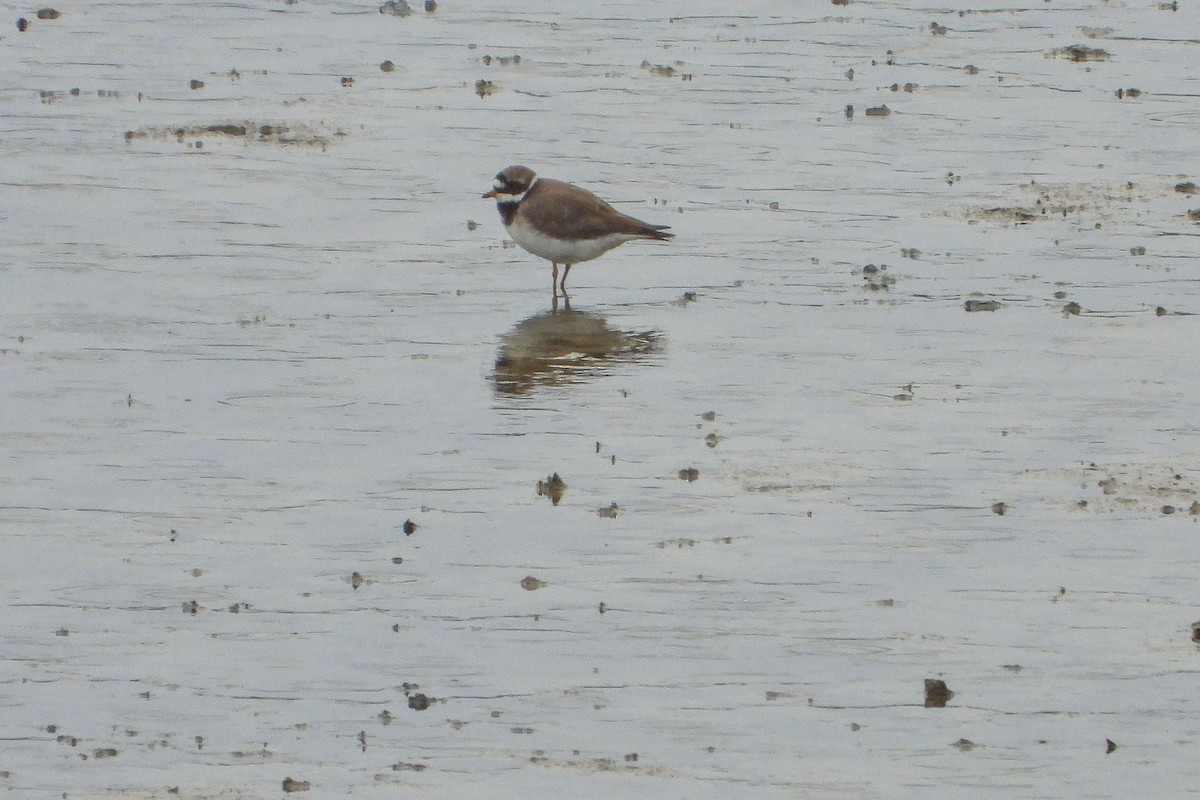 Common Ringed Plover - Vladislav Železný