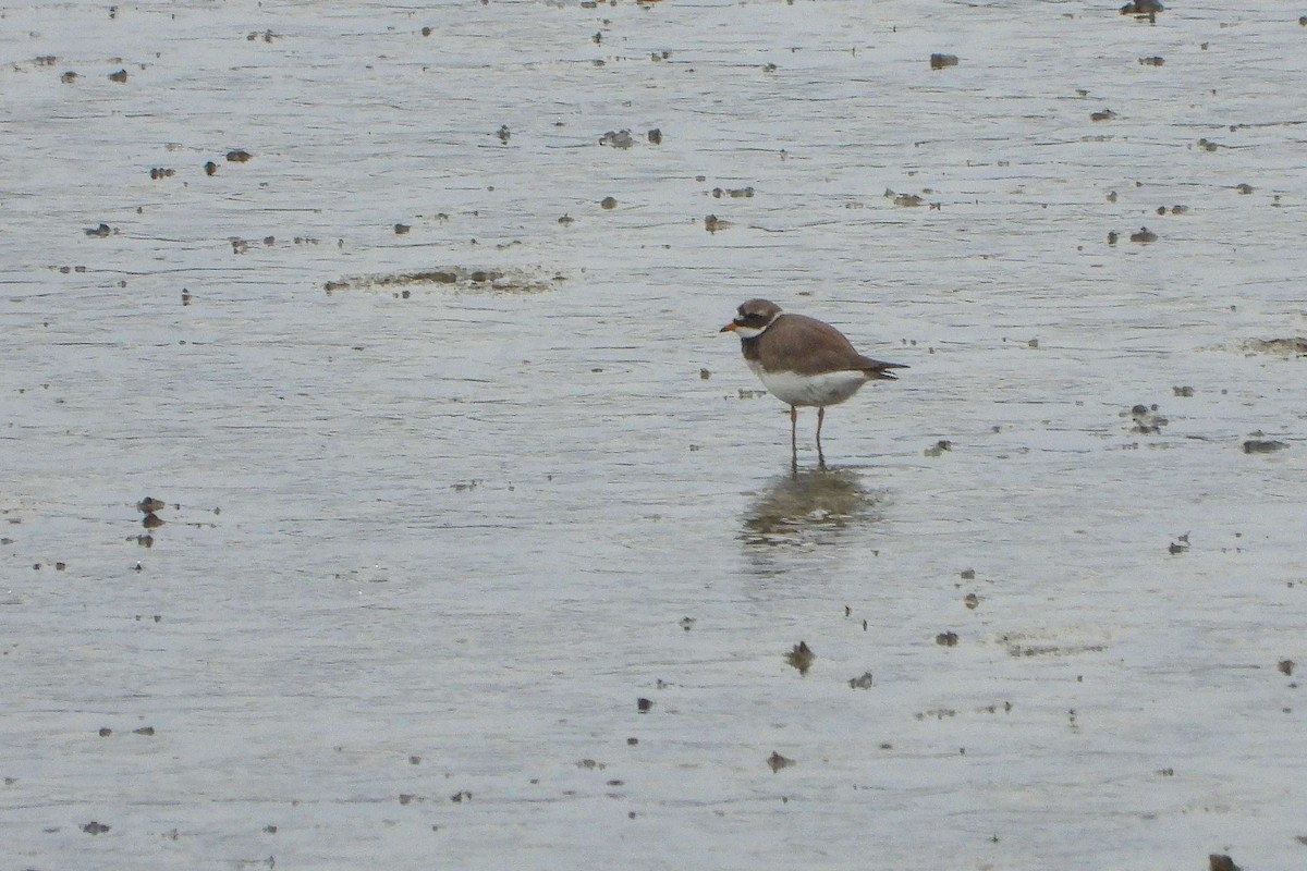 Common Ringed Plover - ML619891514