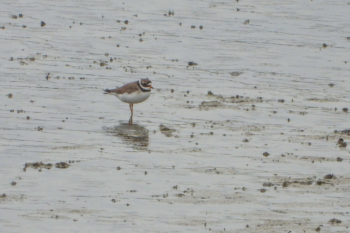 Common Ringed Plover - ML619891515