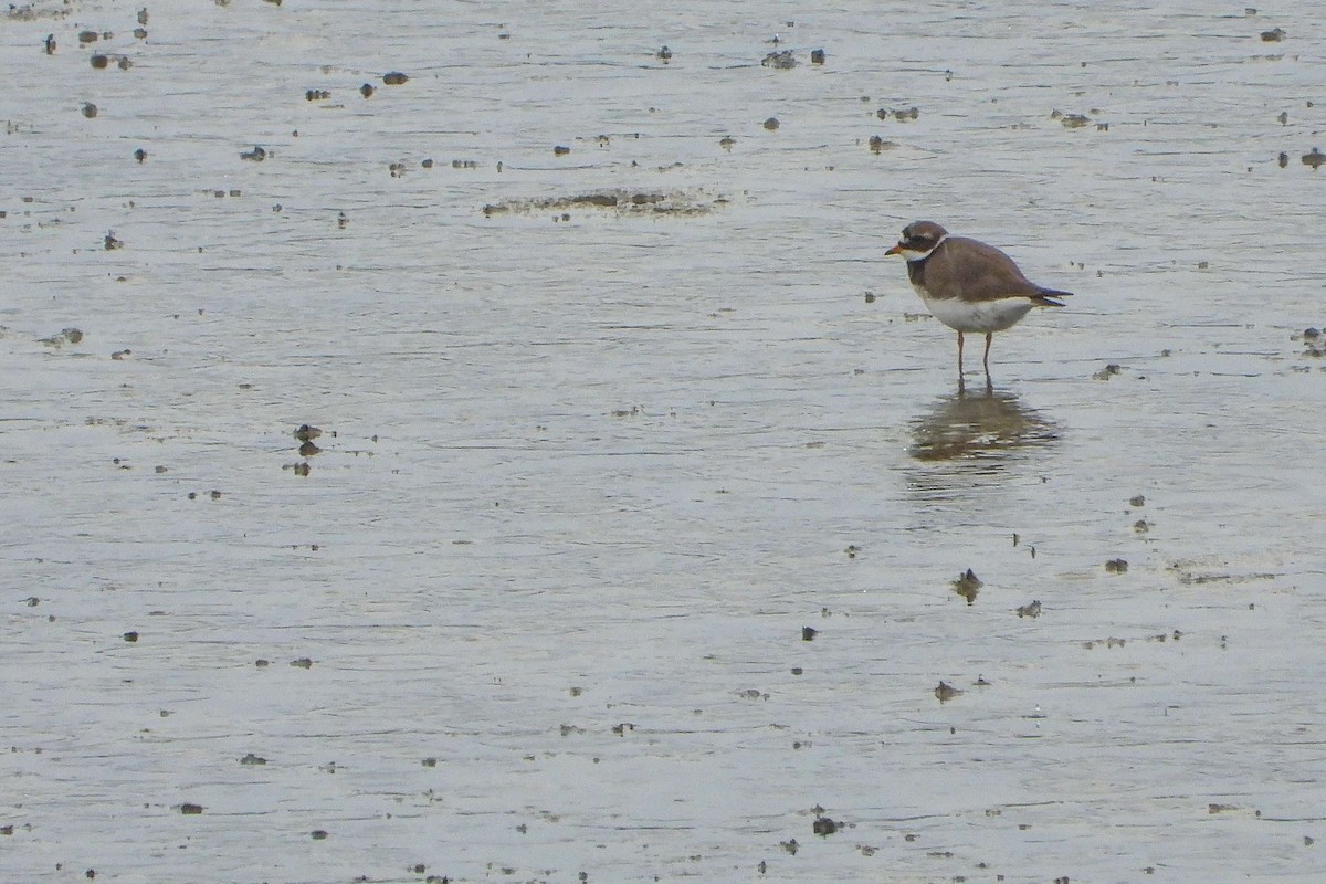 Common Ringed Plover - Vladislav Železný